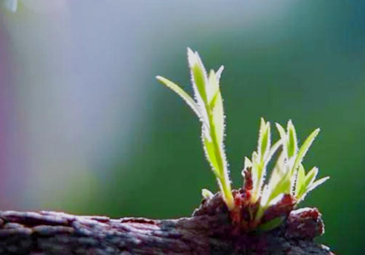 用愛(ài)心澆灌邊疆娜荷芽茁壯成長(cháng)