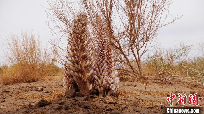 北京老王“邂逅”內蒙古額濟納 8年植綠31萬(wàn)畝