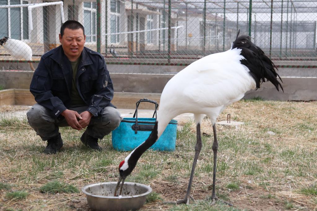 濕地管護站的“候鳥(niǎo)爸爸”